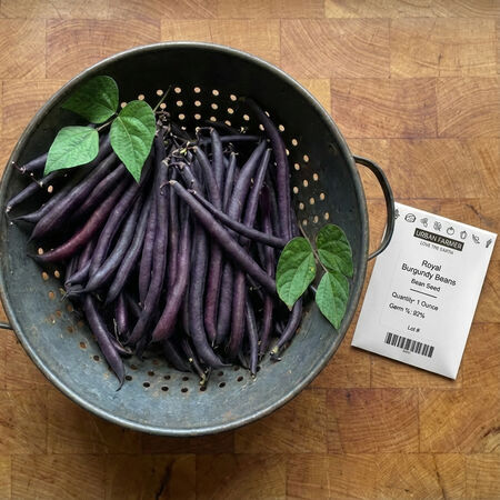 Royal Burgundy, Bean Seeds - Packet (1 oz.) image number null
